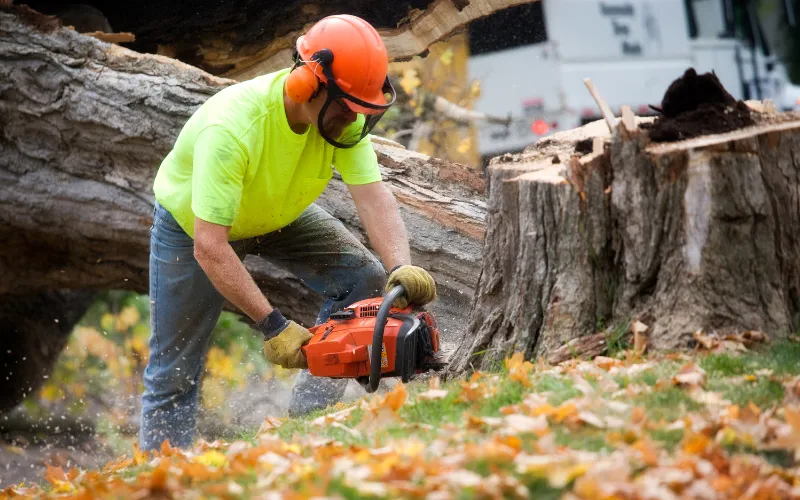 chain-saw-stump