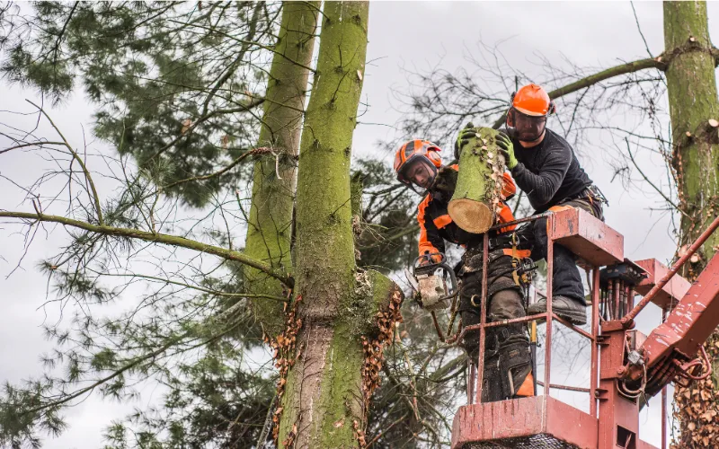 Arborist high up in a tree working on a small stump in Wilmington, NC